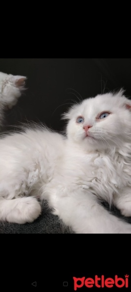 Scottish Fold, Kedi  boncuk fotoğrafı
