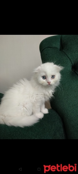 Scottish Fold, Kedi  boncuk fotoğrafı