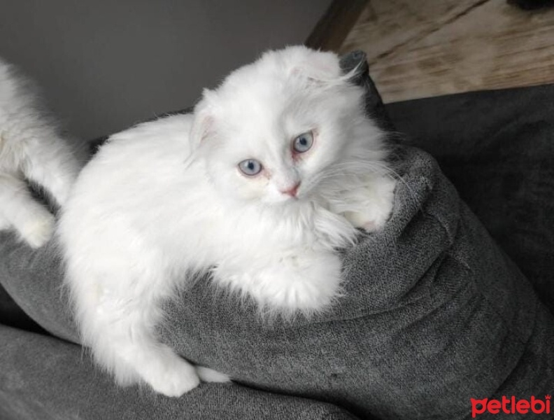 Scottish Fold, Kedi  boncuk fotoğrafı