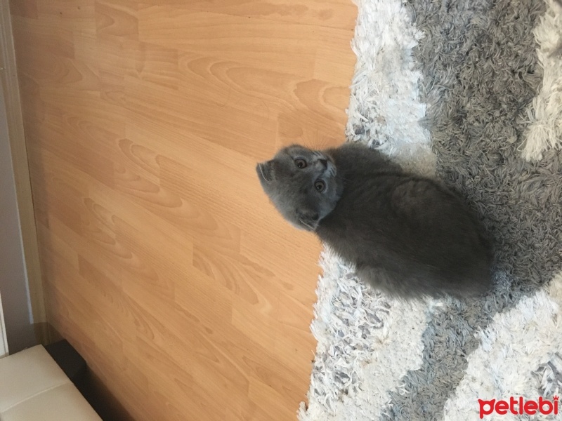 Scottish Fold, Kedi  Mırmır hera fotoğrafı