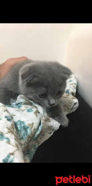 Scottish Fold, Kedi  Mırmır hera fotoğrafı