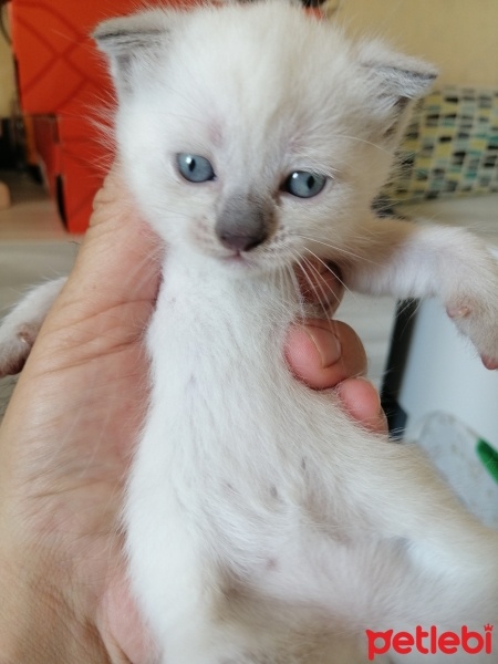 British Shorthair, Kedi  Duman fotoğrafı