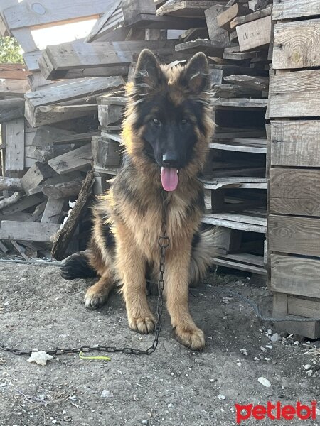 Alman Çoban Köpeği, Köpek  Asya fotoğrafı