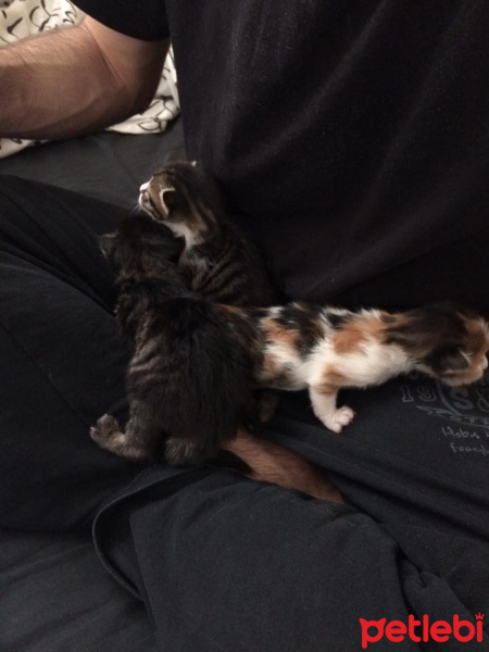 Tekir Kedi, Kedi  üç silahşörler fotoğrafı