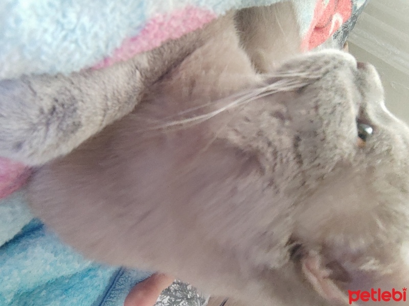 British Shorthair, Kedi  duman fotoğrafı