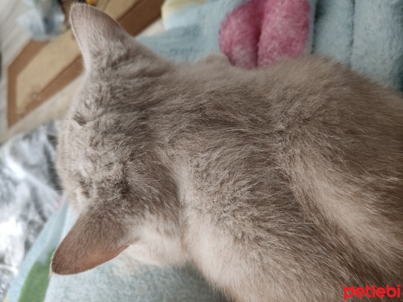 British Shorthair, Kedi  duman fotoğrafı
