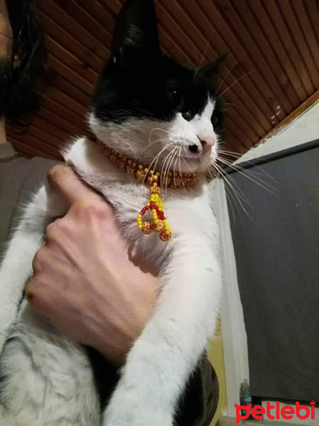 Tuxedo (Smokin) Kedi, Kedi  Maça fotoğrafı