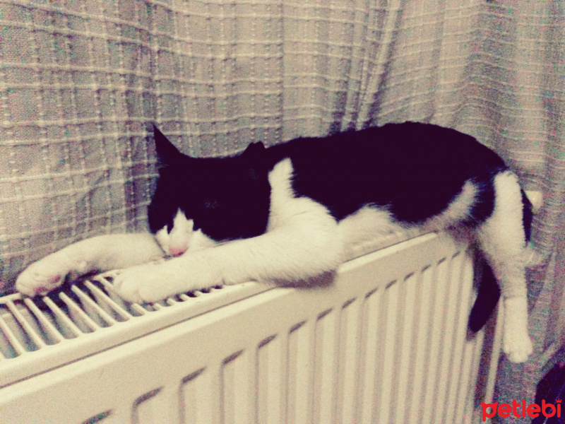 Tuxedo (Smokin) Kedi, Kedi  Maça fotoğrafı