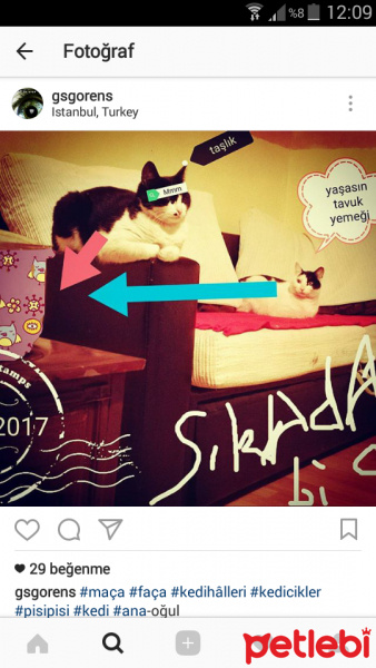 Tuxedo (Smokin) Kedi, Kedi  Maça fotoğrafı