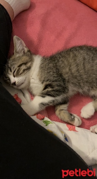 Tekir Kedi, Kedi  Çiko fotoğrafı
