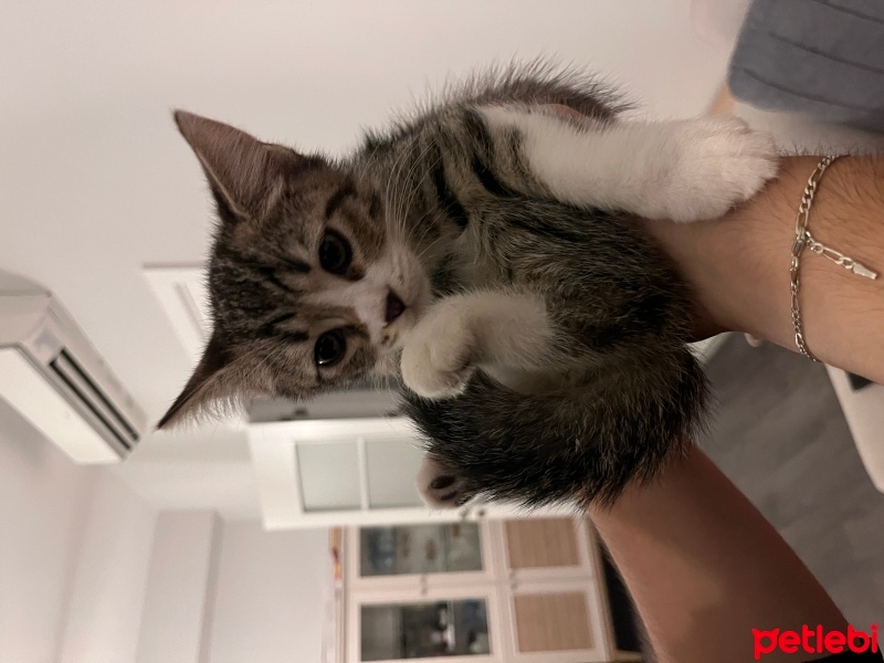 Tekir Kedi, Kedi  Çiko fotoğrafı