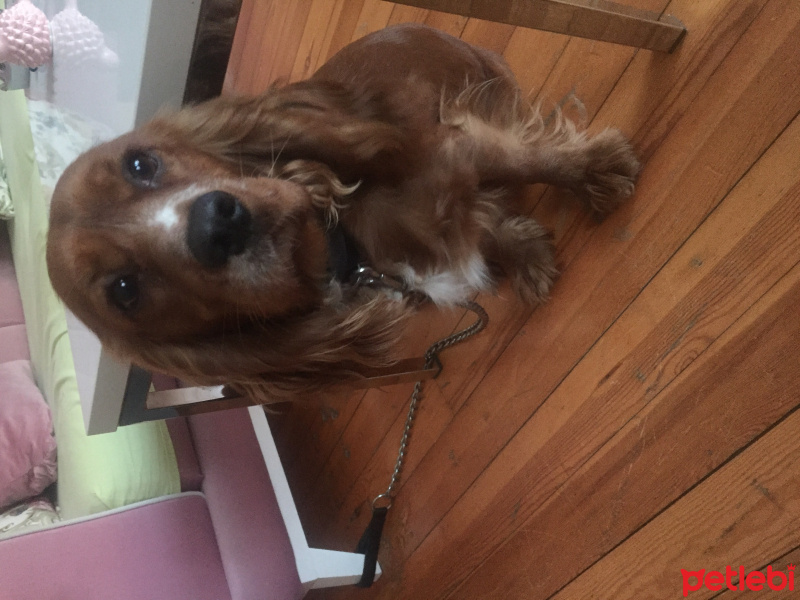 Amerikan Cocker Spaniel, Köpek  Blue fotoğrafı