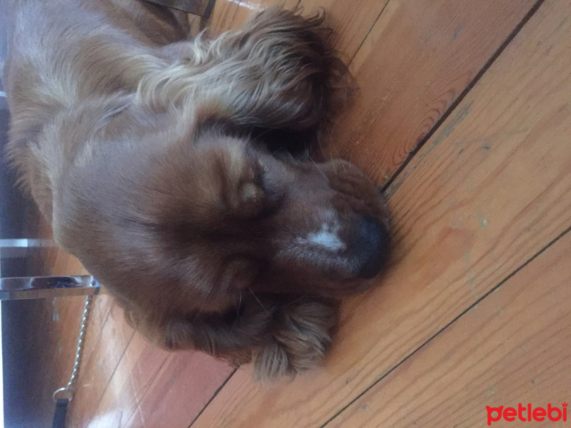 Amerikan Cocker Spaniel, Köpek  Blue fotoğrafı