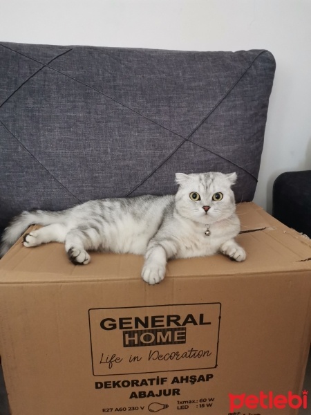 Scottish Fold, Kedi  Nazlı fotoğrafı