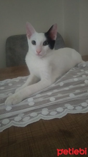 Tekir Kedi, Kedi  Pamuk fotoğrafı
