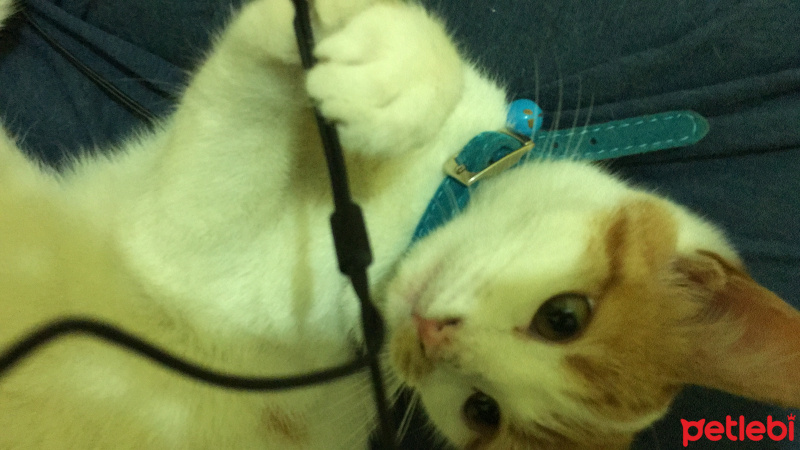 Tekir Kedi, Kedi  Pisus fotoğrafı