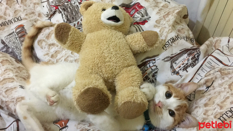 Tekir Kedi, Kedi  Pisus fotoğrafı