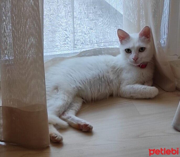 Ankara Kedisi, Kedi  asuman fotoğrafı