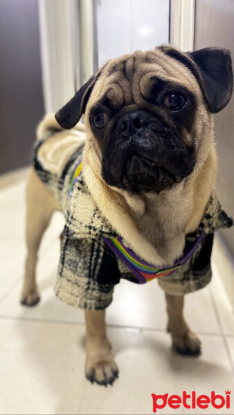 Pug, Köpek  Cooper fotoğrafı