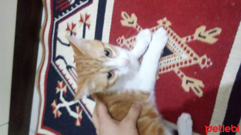 Sibirya Kedisi, Kedi  Kızılbaş fotoğrafı