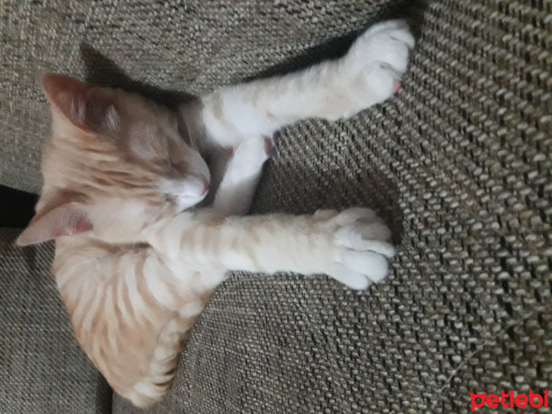 Tekir Kedi, Kedi  Ali Rıza fotoğrafı