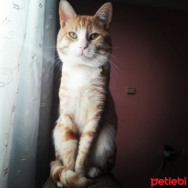 Tekir Kedi, Kedi  Ali Rıza fotoğrafı