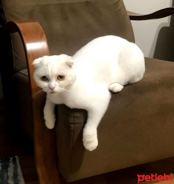 Scottish Fold, Kedi  Şehsuvar fotoğrafı