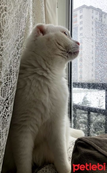 Scottish Fold, Kedi  Şehsuvar fotoğrafı