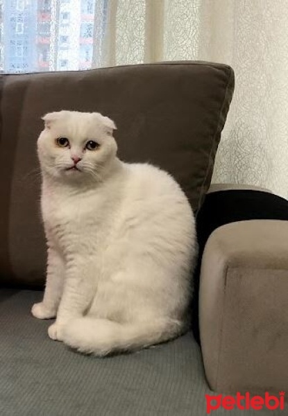 Scottish Fold, Kedi  Şehsuvar fotoğrafı