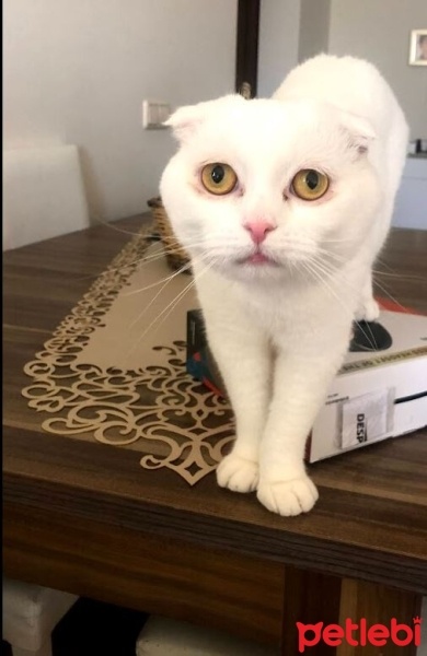 Scottish Fold, Kedi  Şehsuvar fotoğrafı