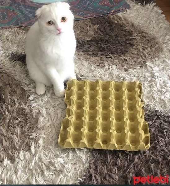 Scottish Fold, Kedi  Şehsuvar fotoğrafı