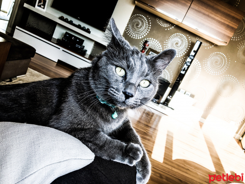 Korat, Kedi  Duman fotoğrafı