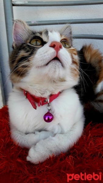 Maine Coon, Kedi  Miniş fotoğrafı