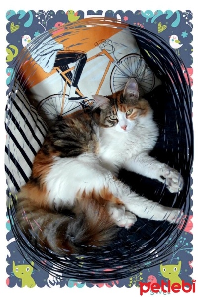 Maine Coon, Kedi  Miniş fotoğrafı