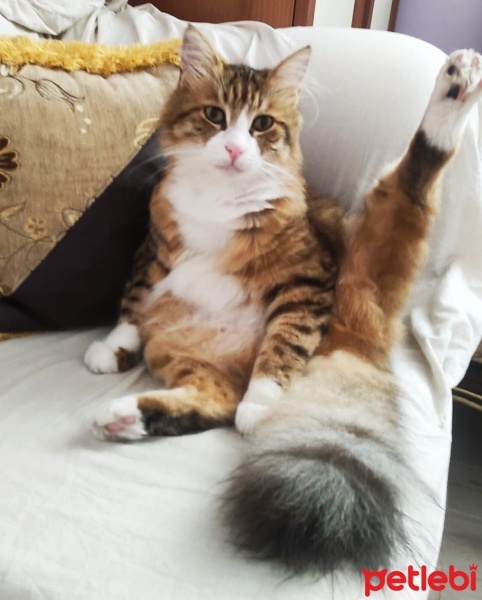 Maine Coon, Kedi  Miniş fotoğrafı