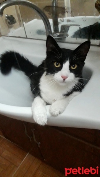 Maine Coon, Kedi  Miniş fotoğrafı