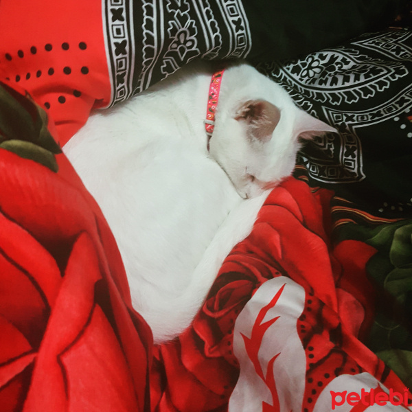 Ankara Kedisi, Kedi  Pamuk fotoğrafı