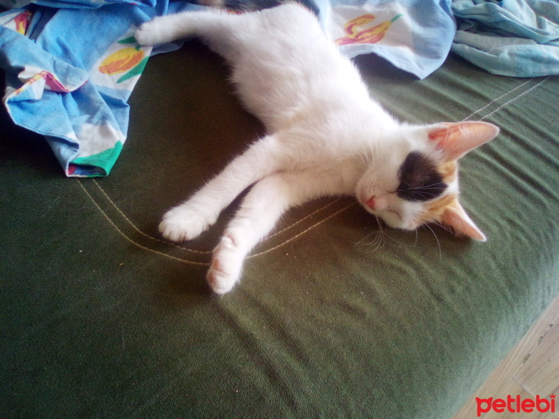 Tekir Kedi, Kedi  Bal kız fotoğrafı