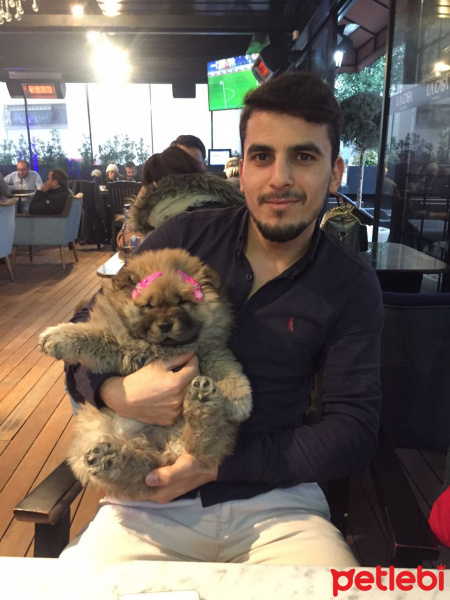 Chow Chow (çin Aslanı), Köpek  Shla fotoğrafı