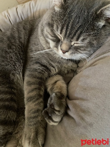 British Shorthair, Kedi  Duman fotoğrafı