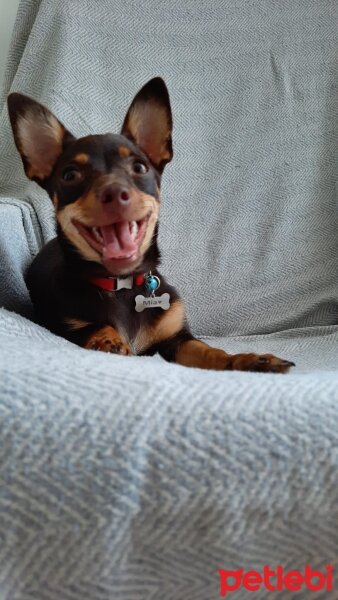 Minyatür Pinscher, Köpek  Mia fotoğrafı