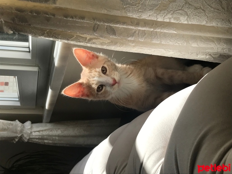 Tekir Kedi, Kedi  Sütlü fotoğrafı