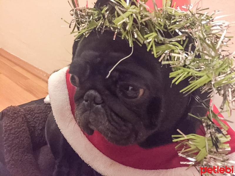 Pug, Köpek  Kömür fotoğrafı