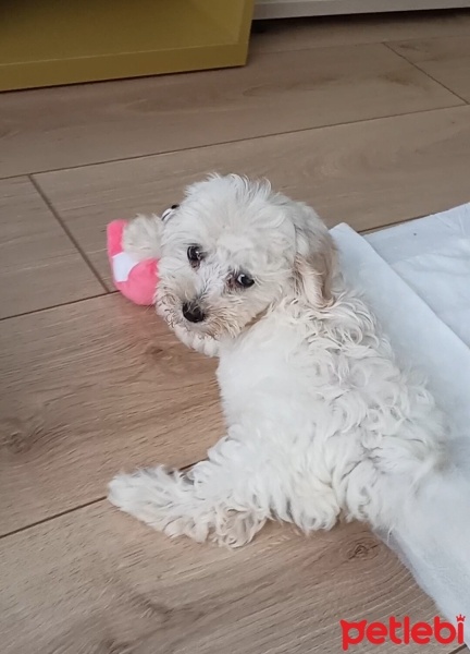 Maltese, Köpek  Bonny fotoğrafı