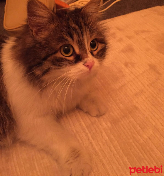 Tekir Kedi, Kedi  Prenses fotoğrafı
