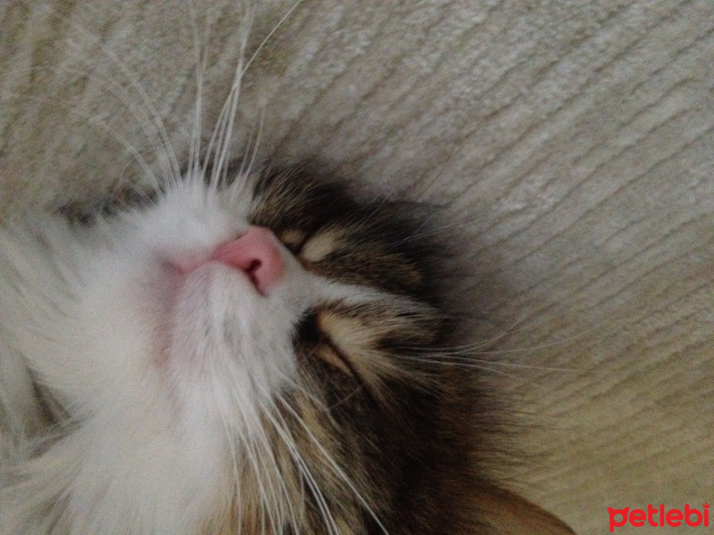 Tekir Kedi, Kedi  Prenses fotoğrafı