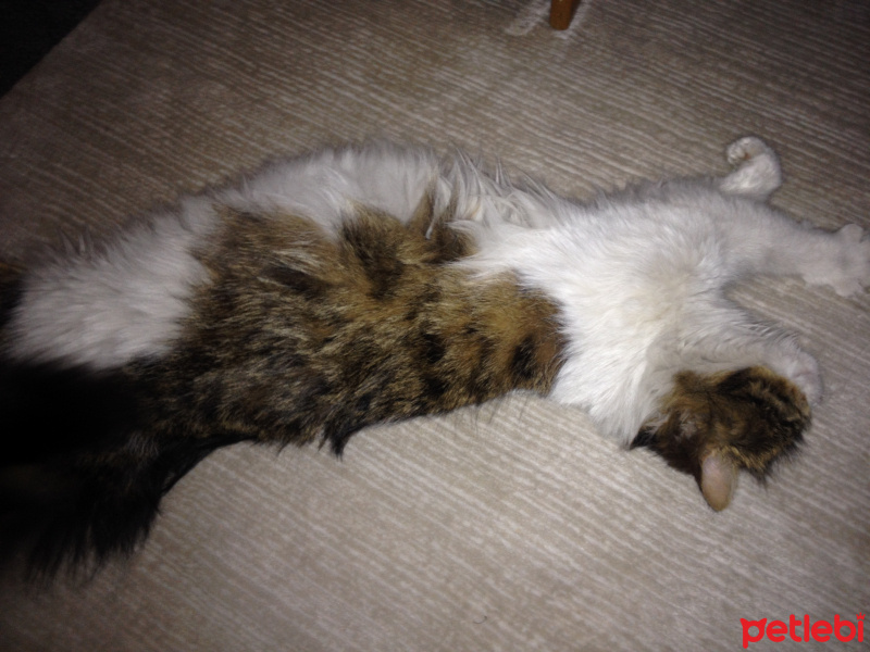 Tekir Kedi, Kedi  Prenses fotoğrafı