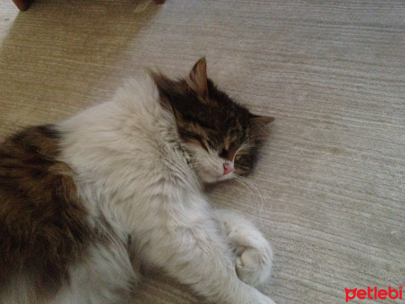 Tekir Kedi, Kedi  Prenses fotoğrafı
