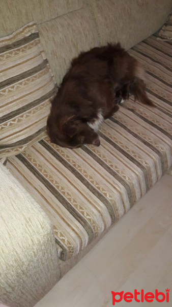 Minyatür Schnauzer, Köpek  Badi fotoğrafı