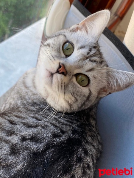 British Shorthair, Kedi  Flora fotoğrafı